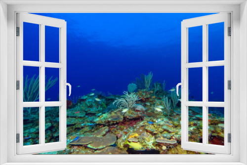 Fototapeta Naklejka Na Ścianę Okno 3D - Colorful Coral Landscape of Caribbean Sea