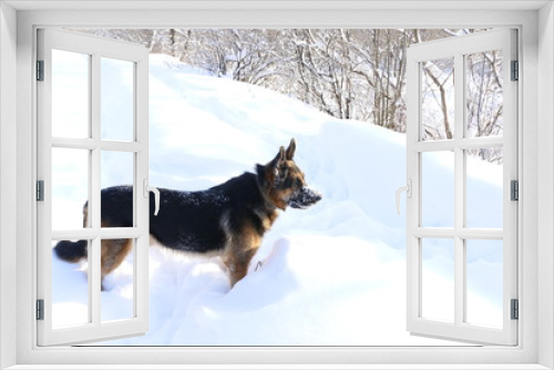 Fototapeta Naklejka Na Ścianę Okno 3D - Собака немецкая овчарка на снегу зимним днем