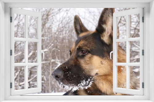 Fototapeta Naklejka Na Ścianę Okno 3D - Собака немецкая овчарка с мордой, покрытой снегом