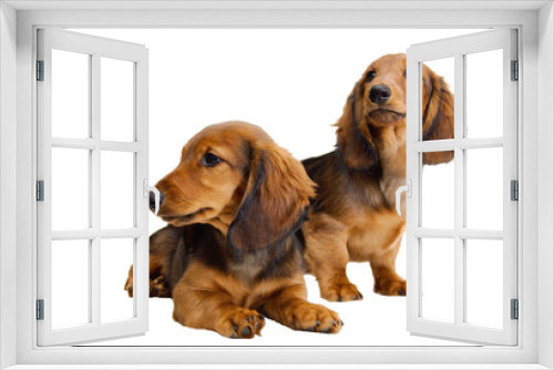 Fototapeta Naklejka Na Ścianę Okno 3D - Two longhair dachshund puppies