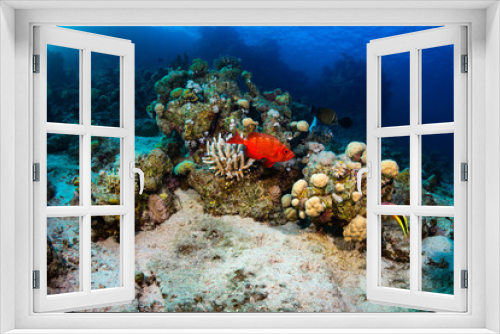 Fototapeta Naklejka Na Ścianę Okno 3D - Coral garden