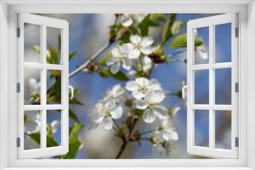 Fototapeta Naklejka Na Ścianę Okno 3D - white flowers blooming on branch