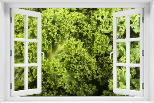Fototapeta Naklejka Na Ścianę Okno 3D - freshly harvested organic curly kale