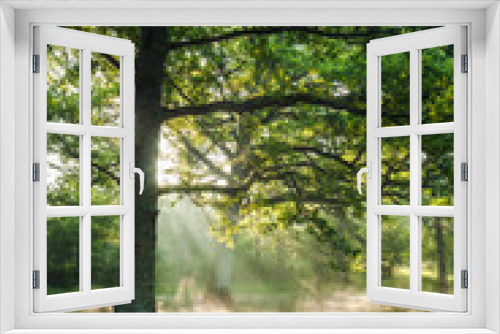 Fototapeta Naklejka Na Ścianę Okno 3D - Big, beautiful, old oak forest. Chambord, France.