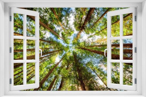 Fototapeta Naklejka Na Ścianę Okno 3D - Bottom view of tall old trees in primeval forest