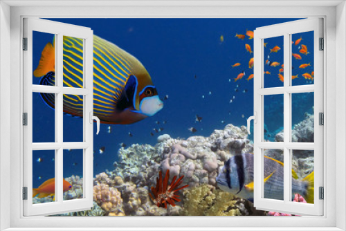 Fototapeta Naklejka Na Ścianę Okno 3D - Tropical fish and Hard corals in the Red Sea