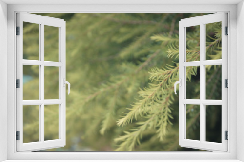 Fototapeta Naklejka Na Ścianę Okno 3D - Plant green tree