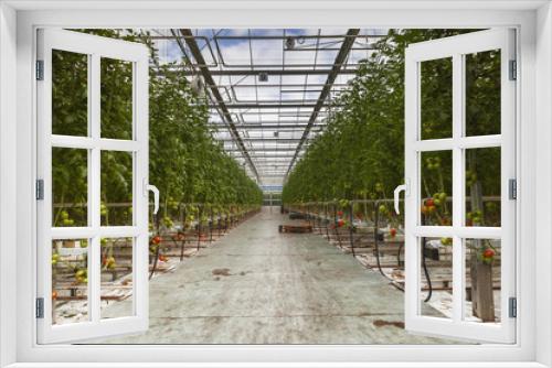 Fototapeta Naklejka Na Ścianę Okno 3D - Greenhouse tomato