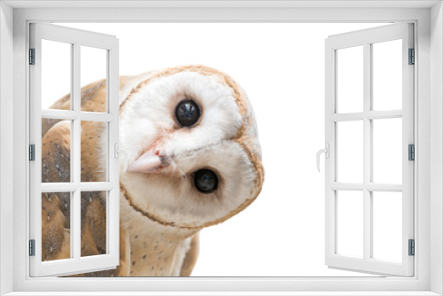 Fototapeta Naklejka Na Ścianę Okno 3D - common barn owl ( Tyto albahead ) isolated
