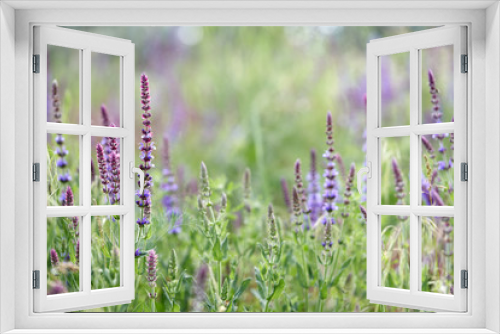 Fototapeta Naklejka Na Ścianę Okno 3D - Woodland sage (Salvia nemorosa)
