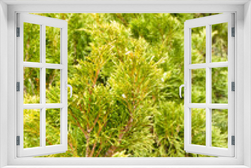 Fototapeta Naklejka Na Ścianę Okno 3D - green bush