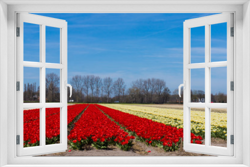 Fototapeta Naklejka Na Ścianę Okno 3D - field of tulips.  colorful tulip farm.  Netherlands field. Dutch