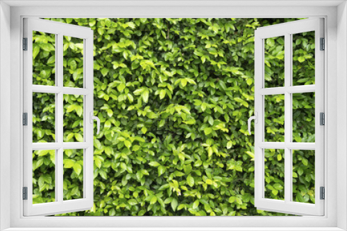 Fototapeta Naklejka Na Ścianę Okno 3D - Green Leaf wall for nature texture background