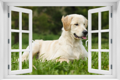 Fototapeta Naklejka Na Ścianę Okno 3D - golden retriever puppy