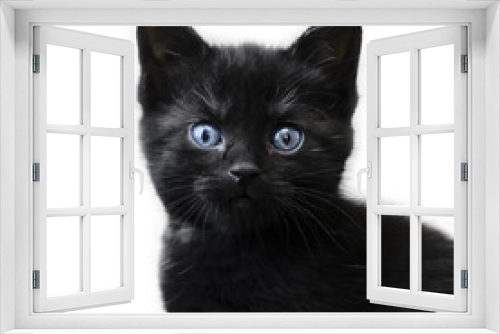 Fototapeta Naklejka Na Ścianę Okno 3D - söt svart kattunge med klarblå ögon tittar in i kameran.