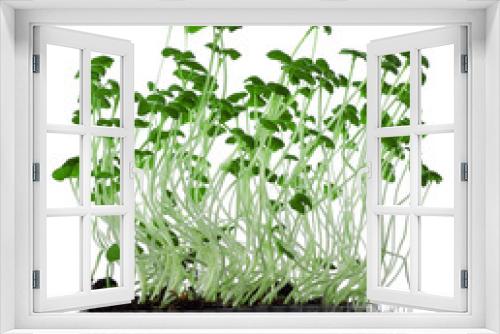 Fototapeta Naklejka Na Ścianę Okno 3D - Growing microgreens on white background