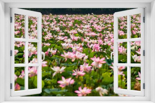 Fototapeta Naklejka Na Ścianę Okno 3D - Lotus blooming