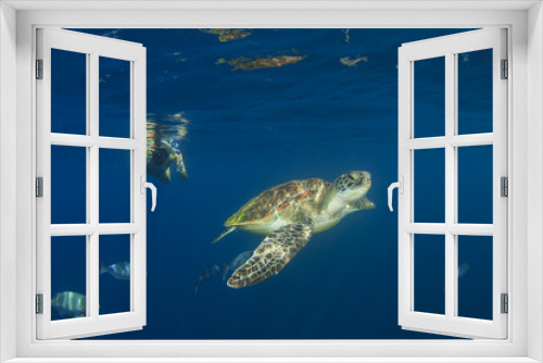 Fototapeta Naklejka Na Ścianę Okno 3D - Young woman snorkeling swims with sea turtle