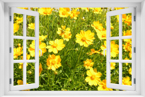 Fototapeta Naklejka Na Ścianę Okno 3D - поляна желтых цветов