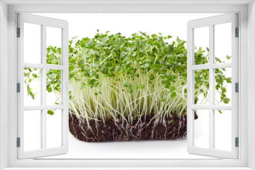 Fototapeta Naklejka Na Ścianę Okno 3D - Fresh broccoli sprout