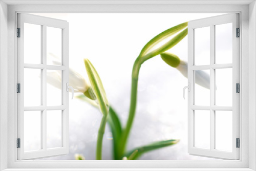 Fototapeta Naklejka Na Ścianę Okno 3D - Spring snowdrop flowers