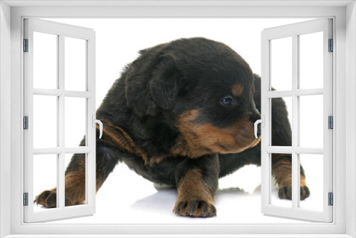 Fototapeta Naklejka Na Ścianę Okno 3D - young puppy rottweiler