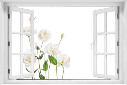 Fototapeta Naklejka Na Ścianę Okno 3D - Beautiful eustoma flowers isolated on white background and free
