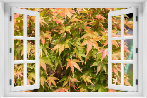Fototapeta Naklejka Na Ścianę Okno 3D - three maple leaves have changed color in fall.