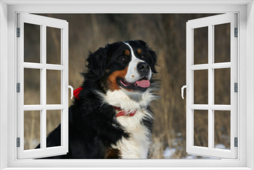 Fototapeta Naklejka Na Ścianę Okno 3D - Bernese dog portrat