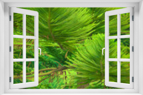 Fototapeta Naklejka Na Ścianę Okno 3D - Green Background with Pine Tree Brunch