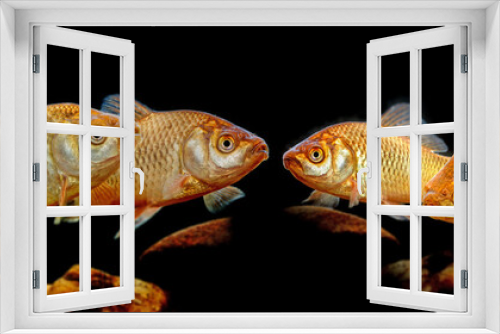 Fototapeta Naklejka Na Ścianę Okno 3D - Carassius auratus - Silver crucian carp