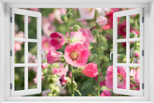 Fototapeta Naklejka Na Ścianę Okno 3D - Pink hollyhock