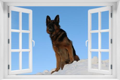 Fototapeta Naklejka Na Ścianę Okno 3D - Собака немецкая овчарка на фоне голубого неба