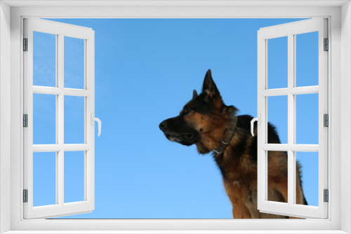 Fototapeta Naklejka Na Ścianę Okno 3D - Собака немецкая овчарка на фоне голубого неба