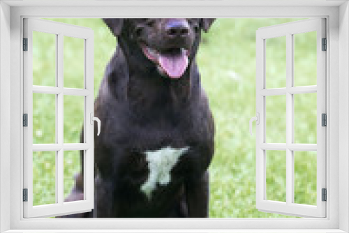 Fototapeta Naklejka Na Ścianę Okno 3D - Boxer Labrador Retriever mixed breed dog