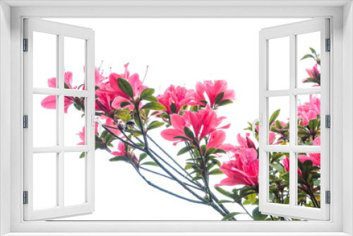 Fototapeta Naklejka Na Ścianę Okno 3D - Rhododendron arboreum