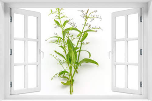 Fototapeta Naklejka Na Ścianę Okno 3D - Fresh of Andrographis paniculata plant on white background use for herbal