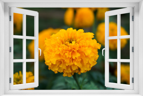 Fototapeta Naklejka Na Ścianę Okno 3D - Marigold in the garden