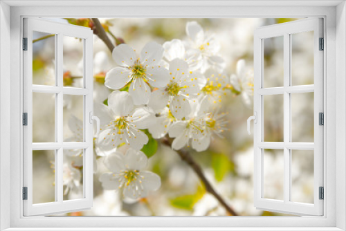 Fototapeta Naklejka Na Ścianę Okno 3D - spring , flowering , cherry
