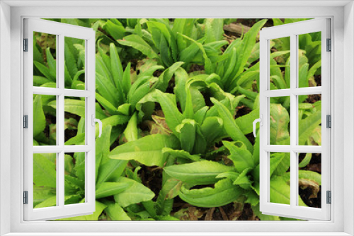 Fototapeta Naklejka Na Ścianę Okno 3D - green asparagus lettuce crops in growth at vegetable garden