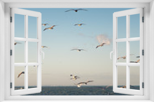 Fototapeta Naklejka Na Ścianę Okno 3D - Herring gull
