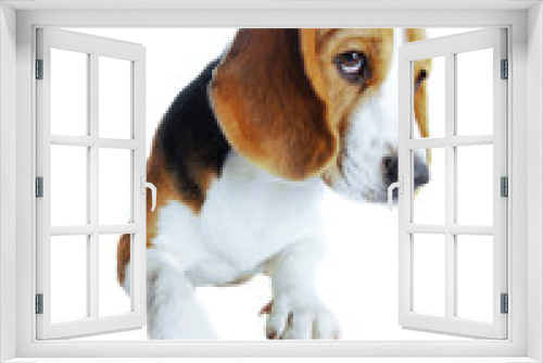 Fototapeta Naklejka Na Ścianę Okno 3D - beagle dog isolated on white background