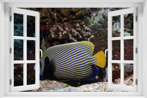 Fototapeta Naklejka Na Ścianę Okno 3D - emperor angelfish