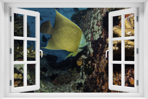 Fototapeta Naklejka Na Ścianę Okno 3D - semicircle angelfish