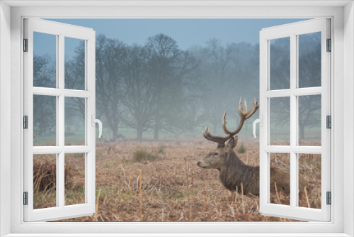 Fototapeta Naklejka Na Ścianę Okno 3D - Richmond Deer 5