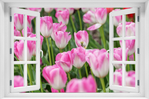 Fototapeta Naklejka Na Ścianę Okno 3D - spring pink tulips