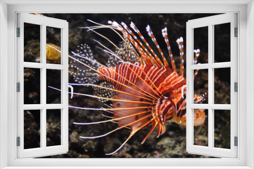 Fototapeta Naklejka Na Ścianę Okno 3D - Antennen Feuerfisch