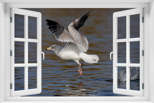 Fototapeta Naklejka Na Ścianę Okno 3D - European Herring Gull, Larus argentatus