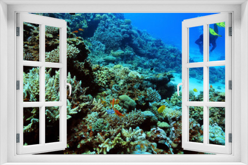 Fototapeta Naklejka Na Ścianę Okno 3D - coral reef in the warm sea