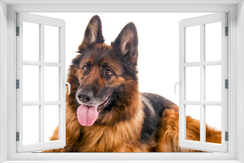 Fototapeta Naklejka Na Ścianę Okno 3D - Schäferhund